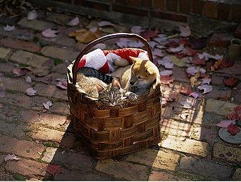 《城市：天际线2》主机版再次延期 10月发售无望